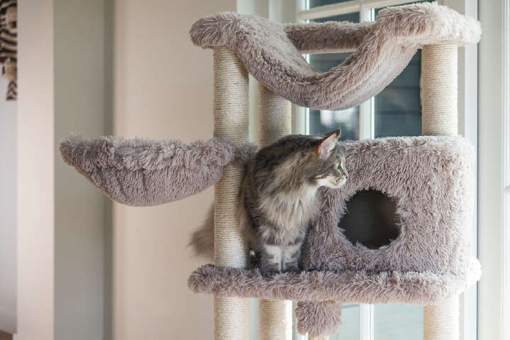 beeztees Kratzbaum Duco